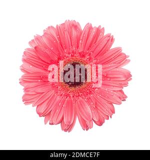 Fleur gerbera rose rouge isolat sur fond blanc avec gouttes d'eau de rosée. Studio vue de dessus de la pose à plat. Banque D'Images