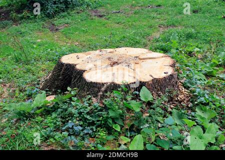 A recently cut tree stump surrounded by ground vegetation Stock Photo