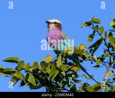 Rouleau de préparation lilas assis sur une branche. Oiseau aux couleurs vives, lilas rose et bleu Banque D'Images