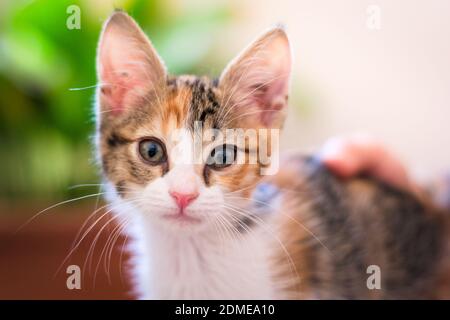 Cute calico tabby kitten staring at the camera. Banque D'Images