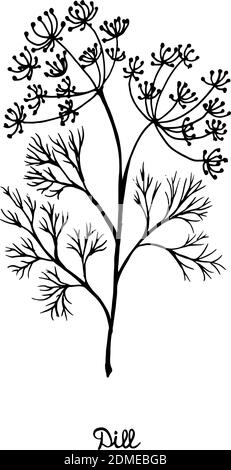 Les herbes épicées sont cultivées dans le jardin. Aneth. L'illustration vectorielle est dessinée à la main. Style Doodle. Illustration de Vecteur