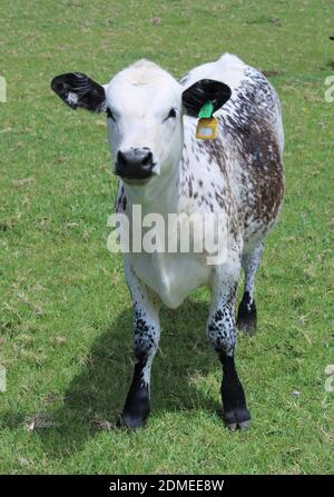 Île Norfolk, territoire externe australien. Norfolk Blue race of Cow. Banque D'Images