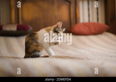 Mignon tabby chatte toilettage lui-même. Banque D'Images