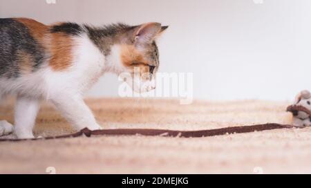 Mignon petit chaton curieusement regardant un jouet. Banque D'Images