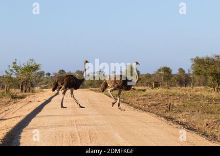 Paire de poules femelles de l'autruche commune (Struthio camelus) traversant une route de terre dans le parc national Kruger, en Afrique du Sud avec un espace de copie Banque D'Images