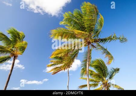 Coconut palm trees are waving on strong wind under blue cloudy sky. Natural background photo Stock Photo