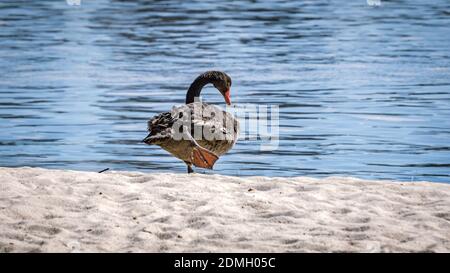 Black Swan faisant son matin s'étire devant le Swan River Banque D'Images