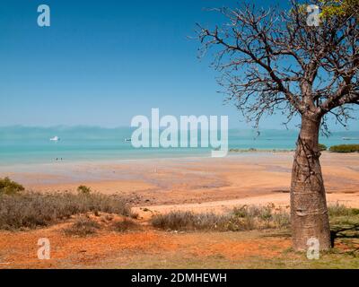 Boab Tree (Adansonia gregorii), à Broome's Town Beach, Australie occidentale Banque D'Images