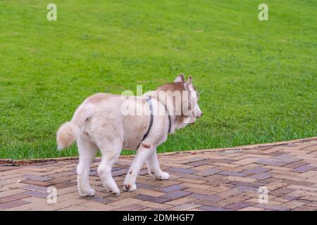Photo de l'arrière du chien husky de Sibérie à fourrure marron de race pure marcher sur l'herbe verte Banque D'Images