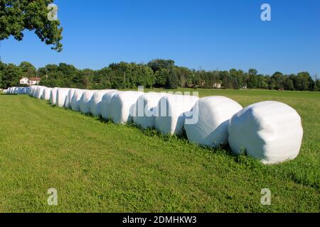 Hay Bales wrapped in white plastic for shipping, lined up ready for sale. On a farm outdoors on a sunny day with clear blue skies. Stock Photo