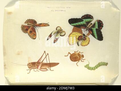 Insectes, papier de riz, représentation détaillée en couleur de quatre papillons, une sauterelle, chenille, et un coléoptère., Chine, 18e siècle, dessin Banque D'Images