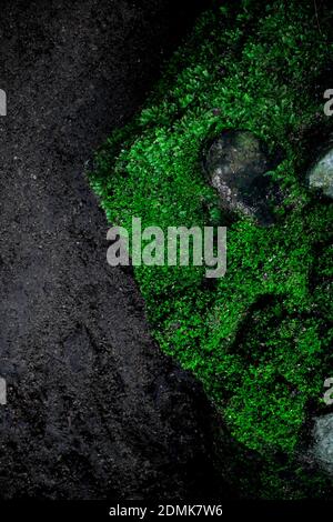 Portrait of dark green creepy moss texture background on old rustic weathered stone rock with face image. Stock Photo