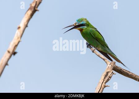 Close up of blue-cheeked bee-eater sitting on a branch of tree. Banque D'Images