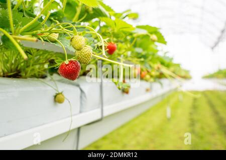 Villy-le-Marechal (centre-nord de la France) : fraises cultivées dans une culture sans soillis sous serre Banque D'Images