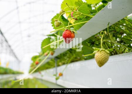 Villy-le-Marechal (centre-nord de la France) : fraises cultivées dans une culture sans soillis sous serre Banque D'Images