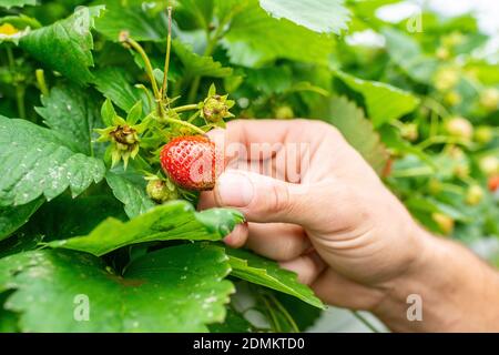 Villy-le-Marechal (centre-nord de la France) : fraises cultivées dans une culture sans soillis sous serre Banque D'Images