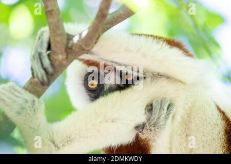 Le Coquerel Sifaka dans son environnement naturel dans un national parc sur l'île de Madagascar Banque D'Images