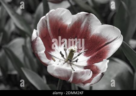 Une touche de couleur représentant une tulipe blanche et rouge en Occident Australie Banque D'Images