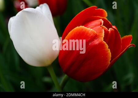 Tulipe blanche et rouge en pleine floraison en Australie occidentale Banque D'Images