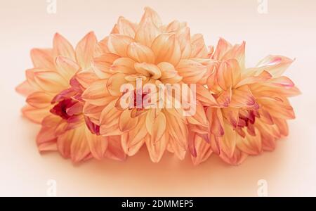 Fleurs de dahlia orange sur fond pastel. Gros plan. Magnifique fond floral. Banque D'Images