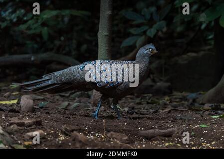 Peacock-Pheasant gris, oiseaux de Thaïlande Banque D'Images