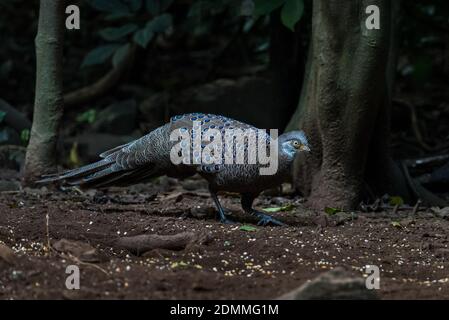 Peacock-Pheasant gris, oiseaux de Thaïlande Banque D'Images