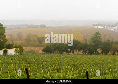 A view of rolling hills and vineyards in central Portugal on a typical foggy and misty winter day Stock Photo