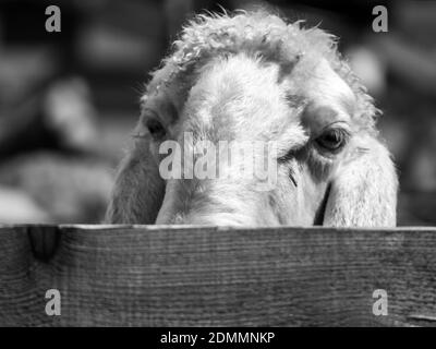 Mouton de montagne tyrolien derrière une clôture en regardant vers le spectateur, image en noir et blanc Banque D'Images