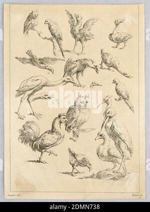 Assortiment d'oiseaux, du "Recueil de différences études d'animaux...", Frans Snyders, Flamand, 1579–1657, Gabriel Huquier, Français, 1695–1772, gravure sur papier, Europe, 1769, Imprimer Banque D'Images