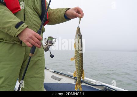 Pêche en mer baltique. Le pêcheur attrape le brochet. le brochet attrape la leure de brochet. Le pêcheur tient un brochet capturé Banque D'Images