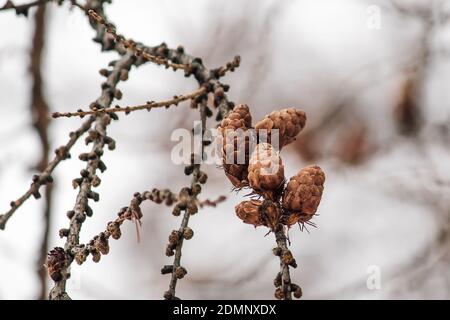 Petits cônes bruns sur une branche d'arbre en hiver. Arrière-plan flou, mise au point sélective. Banque D'Images