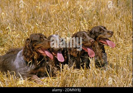 Picardie Spaniel chiens portant sur le champ de blé Banque D'Images