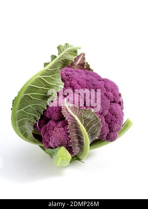 Caulliflower violet, Brassica oleracea against White Background Banque D'Images