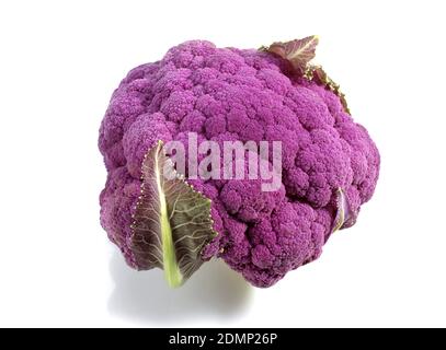 Caulliflower violet, Brassica oleracea against White Background Banque D'Images