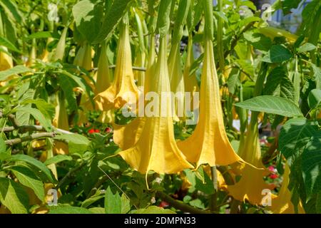 La trompette d'Ange ou Brugmansia fleurs. Banque D'Images