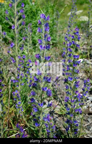 Viper's Bugloss, Italian Bugloss ou Blue Devil Weed. Banque D'Images