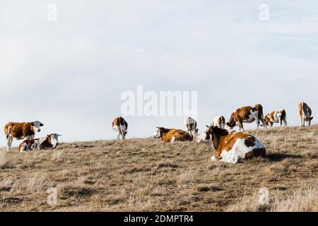 Groupe de vaches dans le champ en automne Banque D'Images