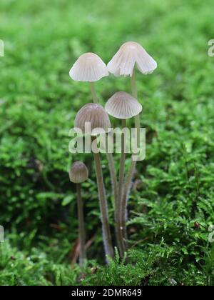 Mycena leptocephala, known as the nitrous bonnet, wild mushroom from Finland Stock Photo