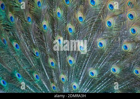 Sydney Australie, gros plan plumes quand Peacock est en exposition Banque D'Images