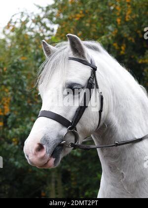 Une photo d'un adorable poney gallois dans un bord. Banque D'Images