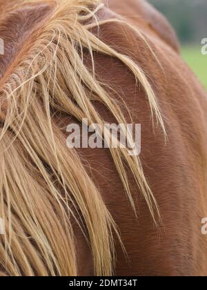 A close up shot of the neck, withers and back of a rare breed Suffolk Punch horse. Stock Photo