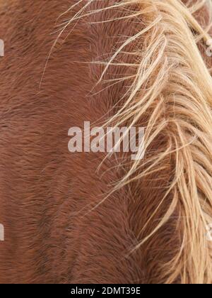 A close up shot of the neck, withers and back of a rare breed Suffolk Punch horse. Stock Photo