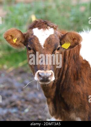 Une photo de tête d'une jolie jeune vache brune et blanche avec des étiquettes d'oreille. Banque D'Images