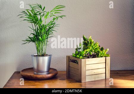Plantes de maison en pot appelées Chamaedorea elegans et Crassula ovata gollum ou hobbit dans une boîte en bois. Banque D'Images