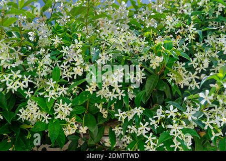 Fleurs de jasmin ou de Trachelospermum jasminoides. Banque D'Images