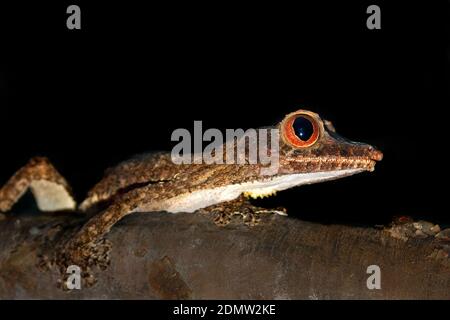 Le gecko à queue foliaire (également connu sous le nom de gecko à queue plate) (Uroplatus sp., Banque D'Images