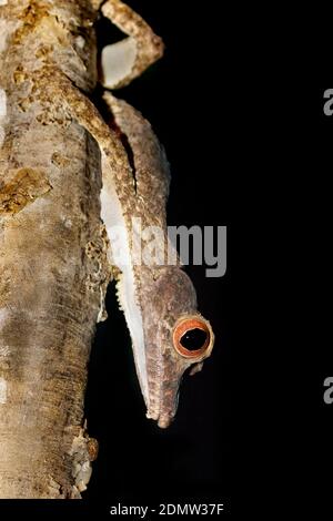 Le gecko à queue foliaire (également connu sous le nom de gecko à queue plate) (Uroplatus sp., Banque D'Images