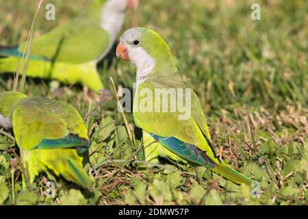 Petite Flock de Monk Parakeets se nourrissant dans l'herbe, Galveston Banque D'Images