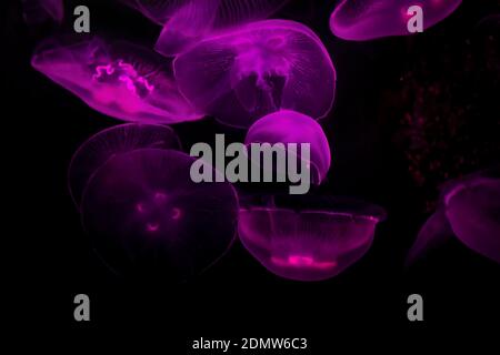 Gelées de lune (Aurelia aurita) dans l'aquarium Moody Gardens, Galveston, Texas, Etats-Unis Banque D'Images