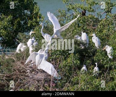 Les grands Egrets sont nichés au sanctuaire Smith Oaks, Texas Banque D'Images